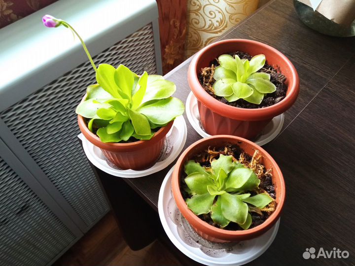 Растение хищник - жирянка