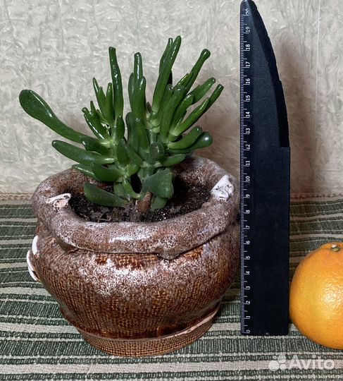 Комнатные растения - крассула овата хоббит