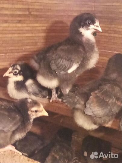 Цыплята мясояичных пород