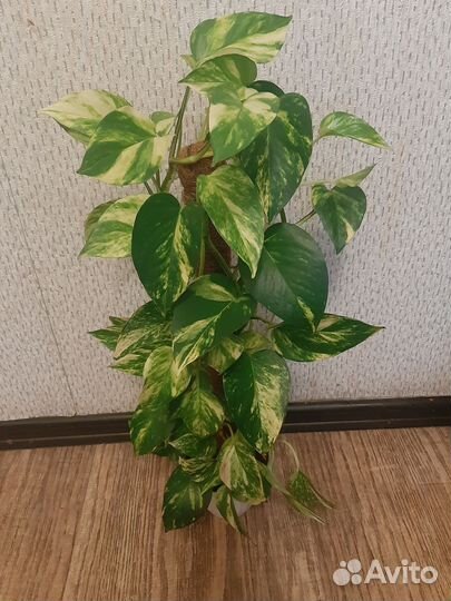 Эпипремнум глобал грин и золотистый