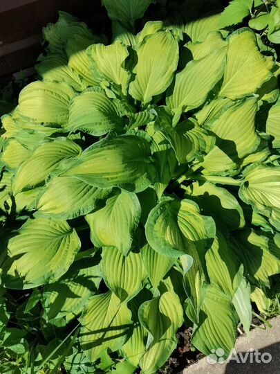 Ирисы. Пион. Хоста. Примула