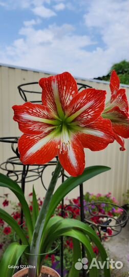 Гиппеаструм