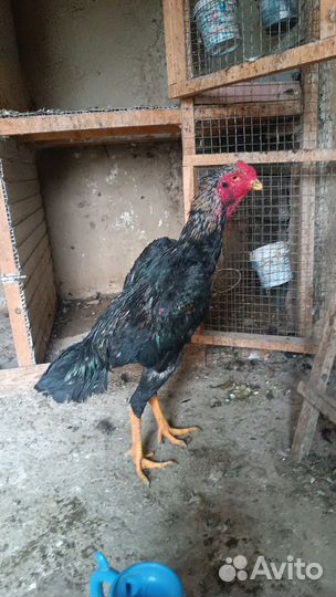 Бойцовые петухи о шамо