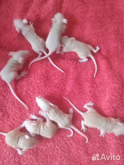 Крыски лысые(сфинкс)