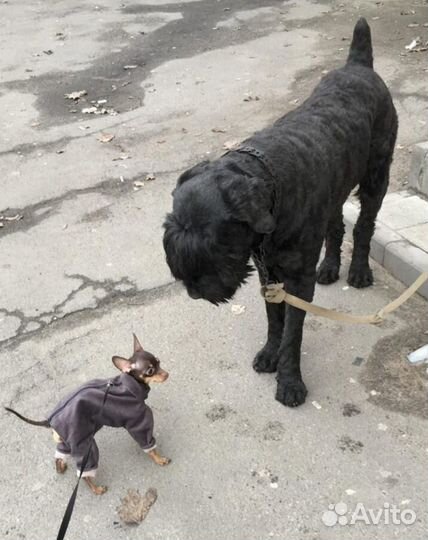 Той-терьер щенки девочка