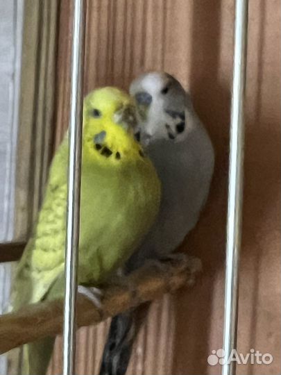 Попугай Волнистый ввп Чехи