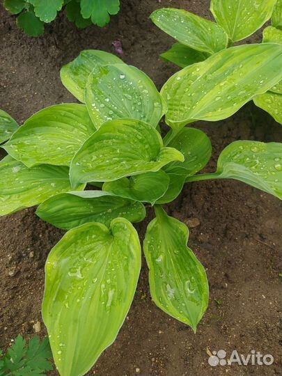 Хоста, сорта разные