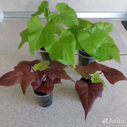 Ипомея батат