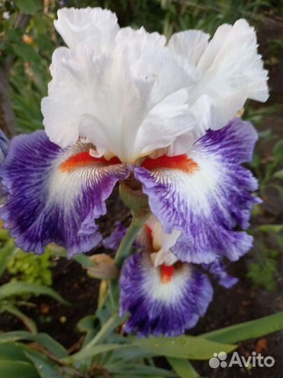 Ирисы бородатые