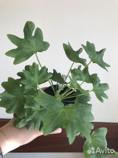 Стеллар пеларгонии