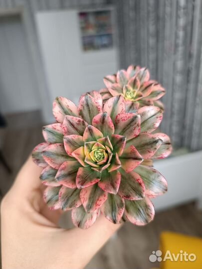 Eonium Bronze medal variegated (