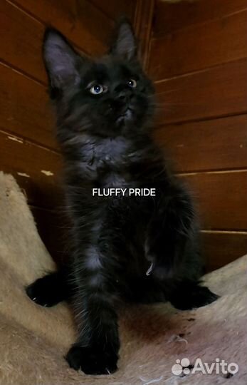 Котята мейн-кун черный мальчик