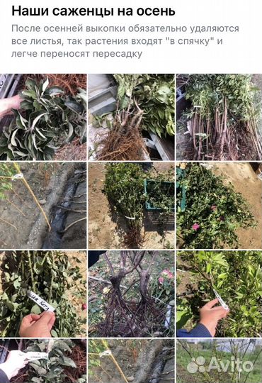 Канадские зимостойкие сорта черешни