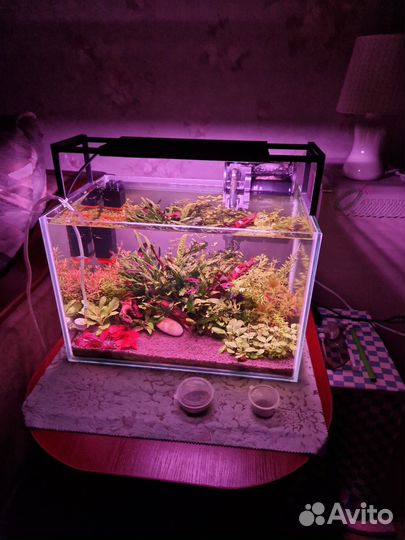 Креветка рили, Растения