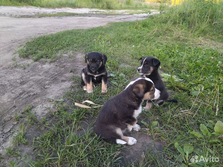 Щенок ищет дом