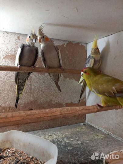 Попугай корелла