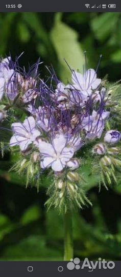 Семена фацелии