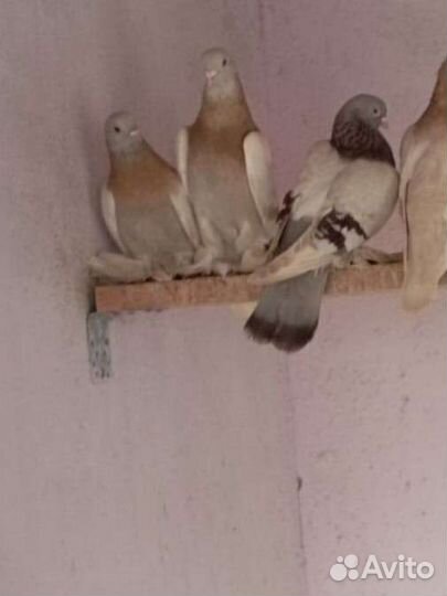 Голуби Тасман