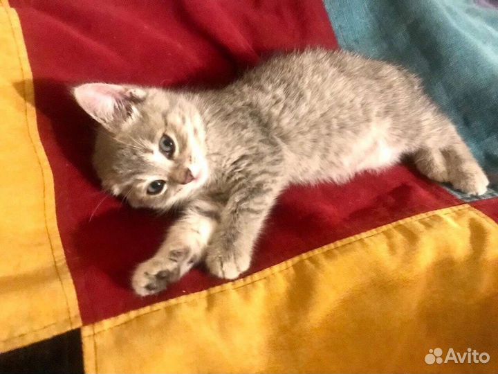 Котёнок ищет дом