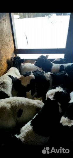 Бычки телята