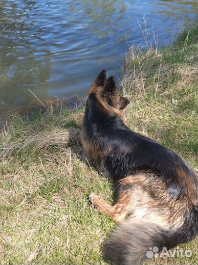 Щенки немецкой овчарки