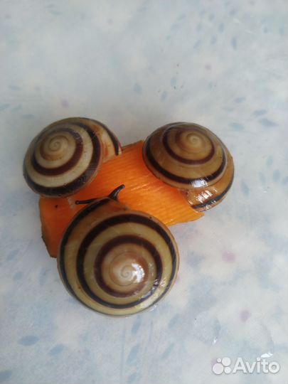 Лимиколярия Караколус