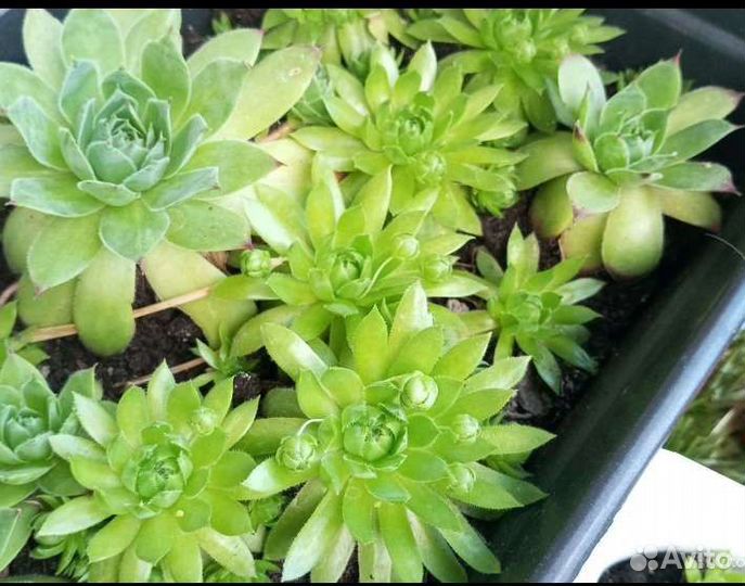 Суккуленты