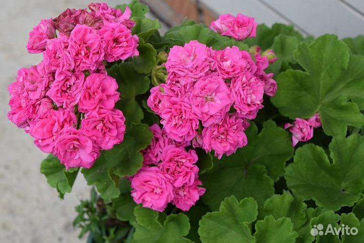 Пеларгония