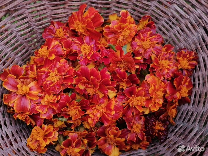 Бархатцы - семена и лепестки