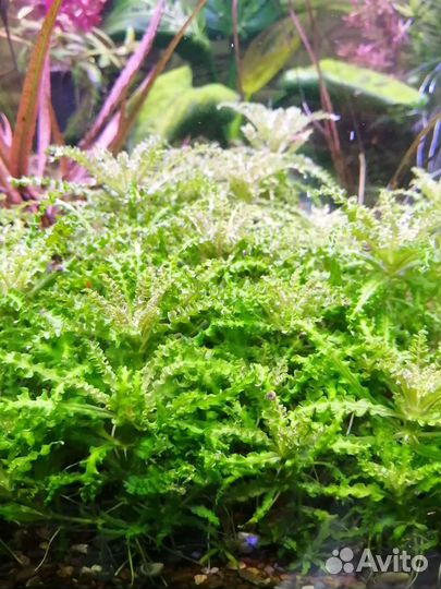 Аквариумные растения