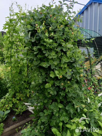 Жимолость каприфоль(лиана)