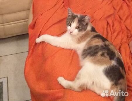 Трёхцветная кошка - нежная умница в хорошие руки