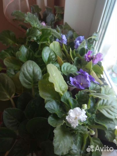 Сортовые фиалки, иные цветы