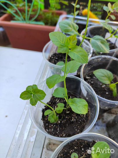 Мята апельсиновая