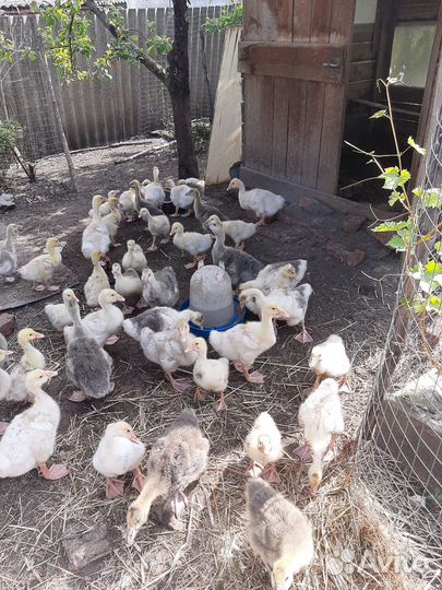 Гусята подрощенные