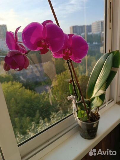Орхидея фаленопсис free ride
