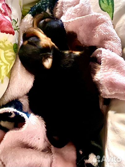 Йоркширский терьер щенки девочки