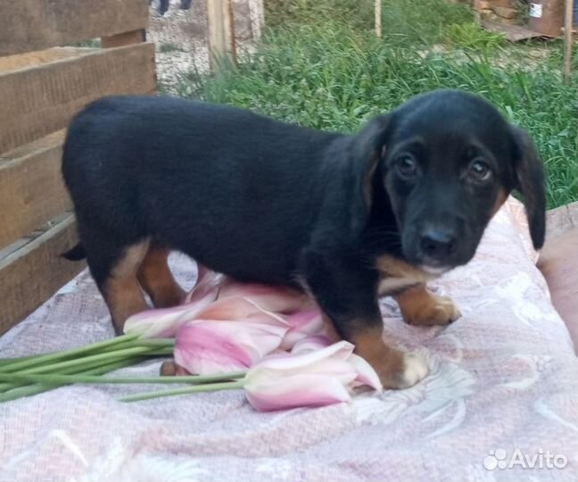 Толстый щенок