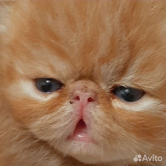 Персидская