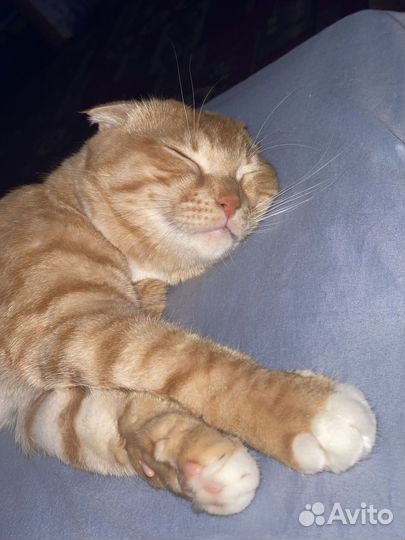 Домашние животные кошки