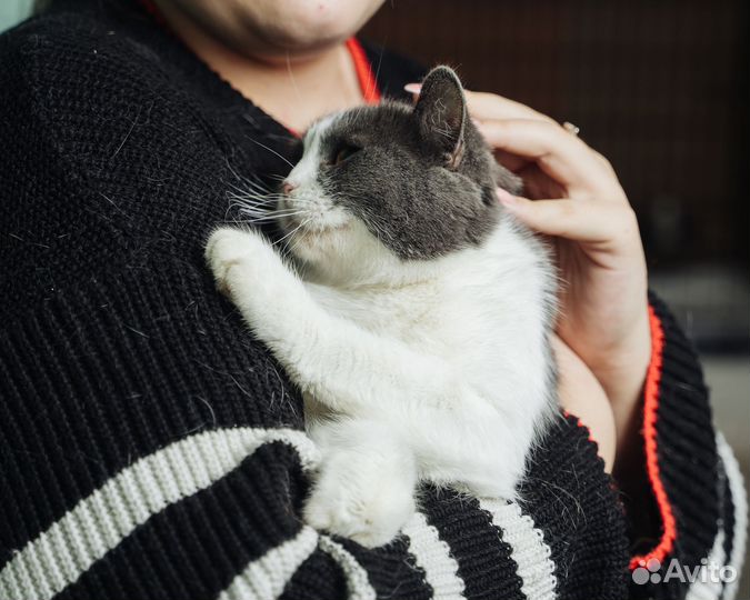 Кошка в дар