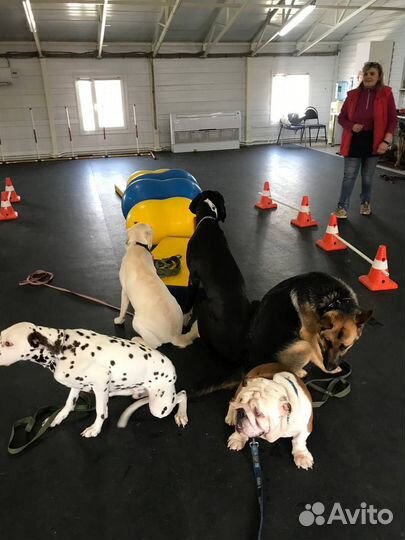 Кинолог. Дрессировка собак