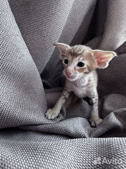 Ориентальные котята