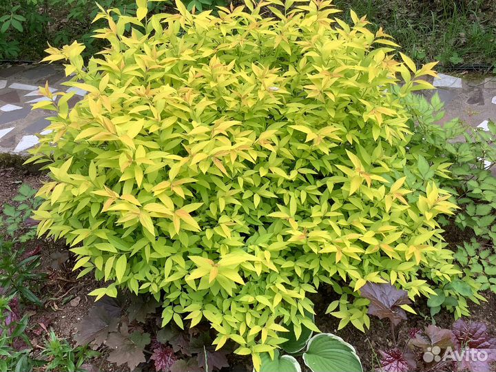 Спирея Японская и Голд принцесс