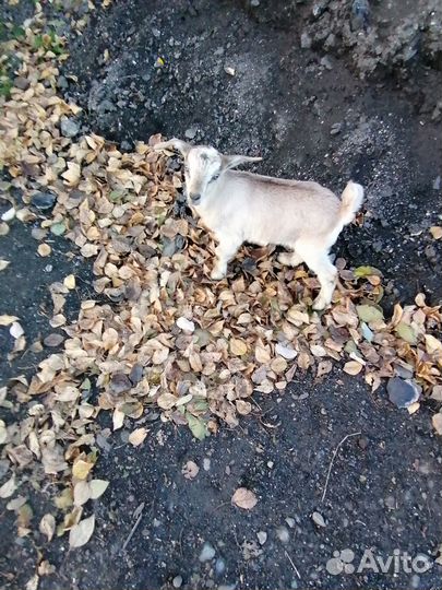 Продаю козлят