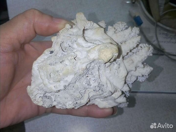 Коралл и ракушки