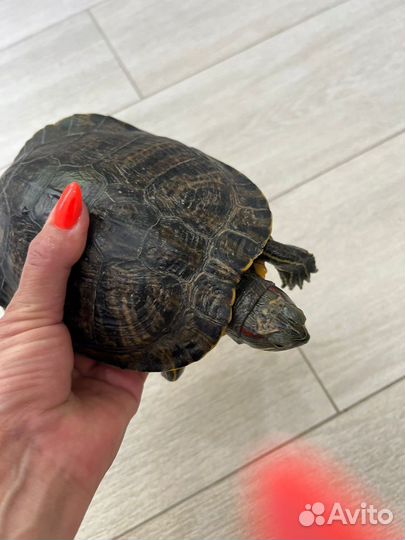 Красноухая черепаха