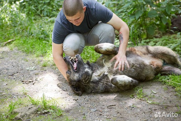 В добрые руки крупный лохматый пёс Гризли
