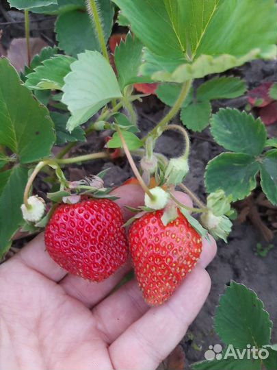 Рассада клубники