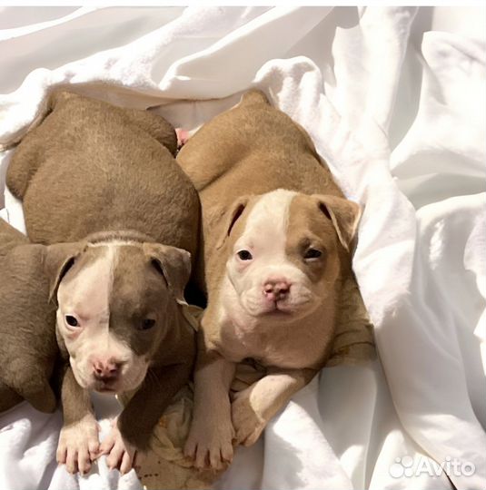 Американский булли